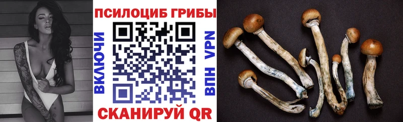 Псилоцибиновые грибы Psilocybine cubensis  сколько стоит  Десногорск 